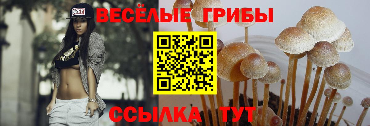 Псилоцибиновые грибы прущие грибы  Вход с VPN  цены   Псилоцибиновые грибы Psilocybe  Рыбинск 